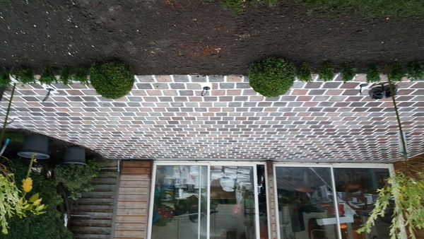 Élagage professionnel d'arbres
